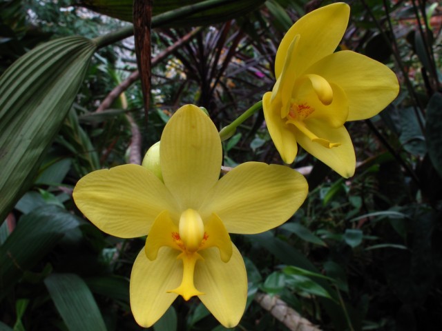 spathoglottis kimballiana.jpg