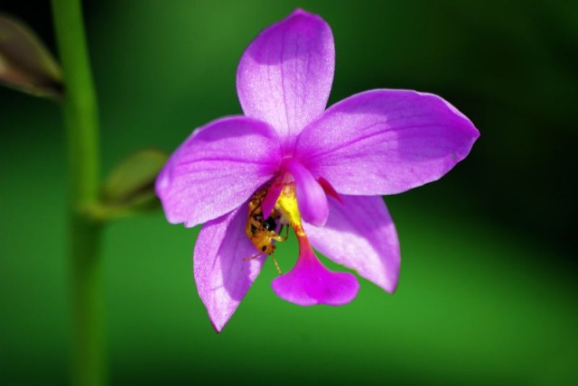 Spathoglottis plicata.jpg