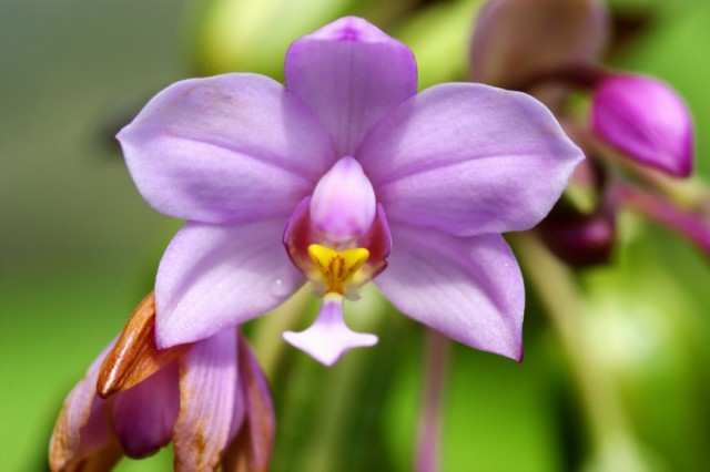 Spathoglottis plicata4.jpg