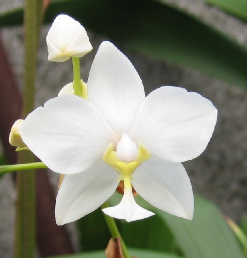 Spathoglottis plicata alba.jpg