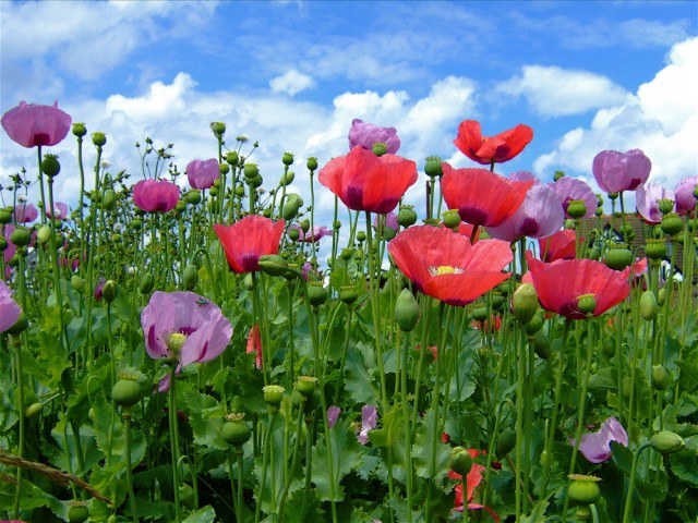 Opium poppies2.jpg