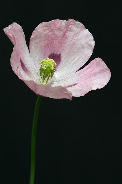 Opium poppy flower.jpg