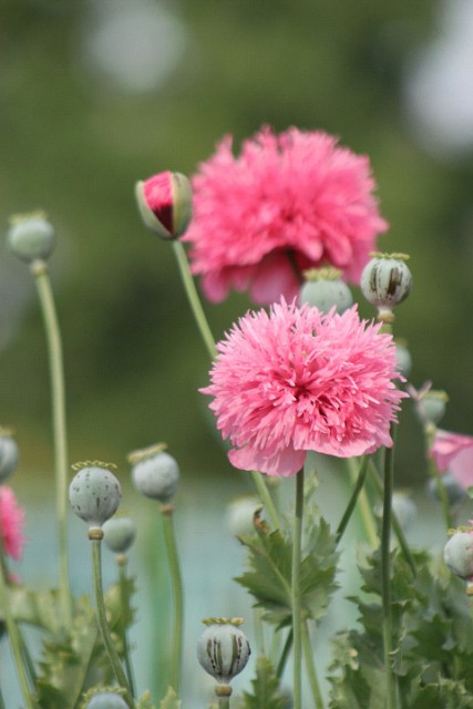 Papaver laciniatum2.jpg