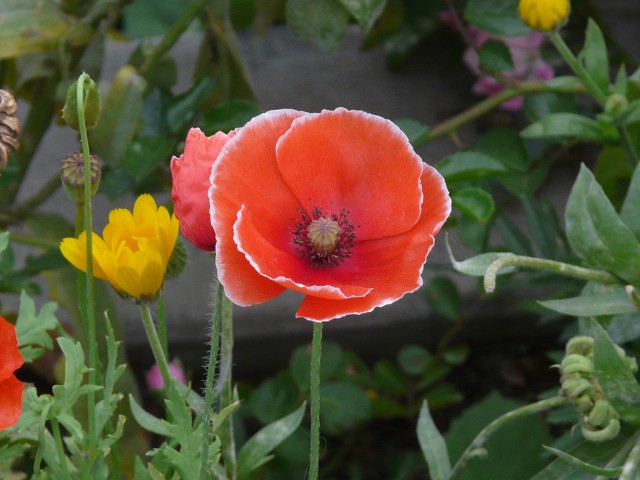 Papaver rhoeas2 虞美人.jpg