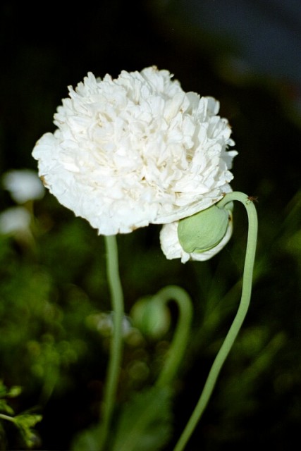 Poppy - Papaver somniferum, Paeoniflorum-group, 'White Cloud'.jpg