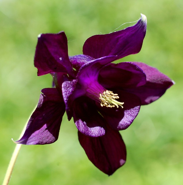 Aquilegia vulgaris (Columbine) - purple.jpg