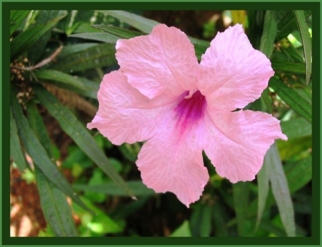 Ruellia Brittoniana 'Bonita'.jpg