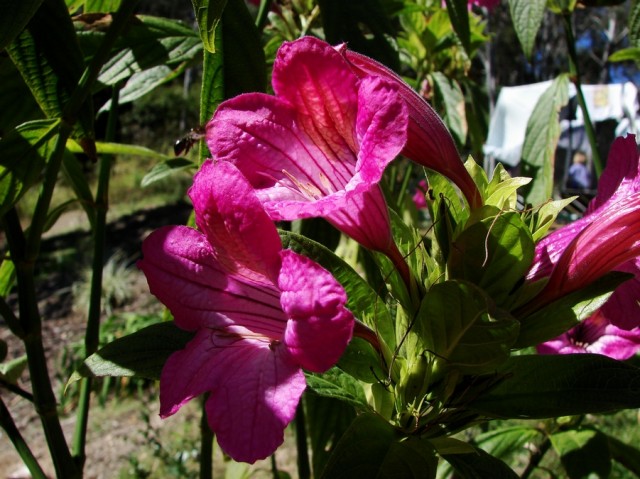 Ruellia_macrantha大花蘆莉.jpg