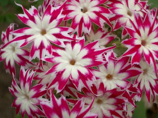 Phlox Twinkle2.jpg