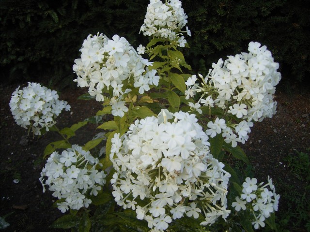 Phlox_Rosa_Spier (2).jpg