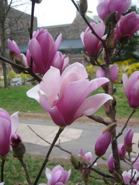 beautiful%20magnolia.jpg