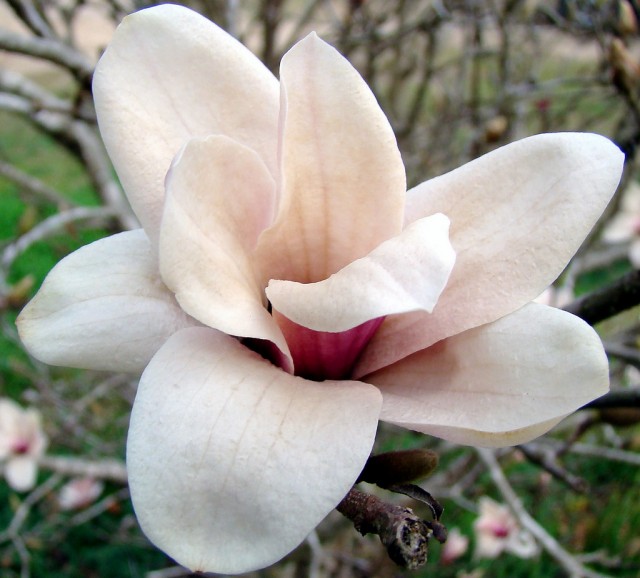 Japanese Magnolia.jpg