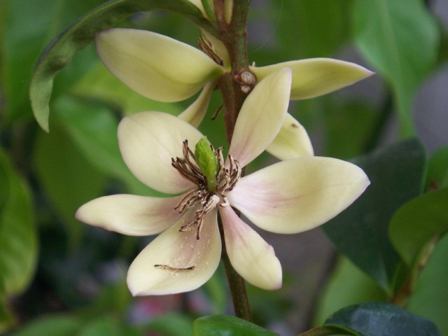 Magnolia figo含笑花.jpg