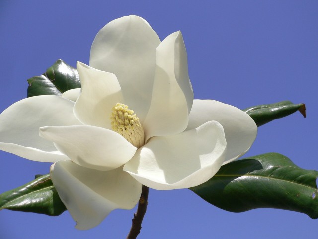 Magnolia grandiflora荷花玉蘭.jpg