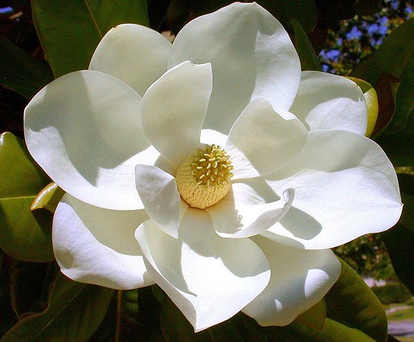 Magnolia grandiflora荷花玉蘭2.jpg