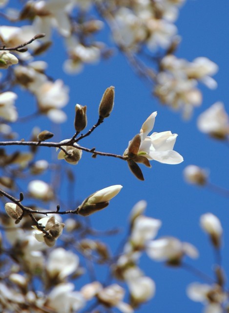 Magnolia kobus日本辛夷.jpg