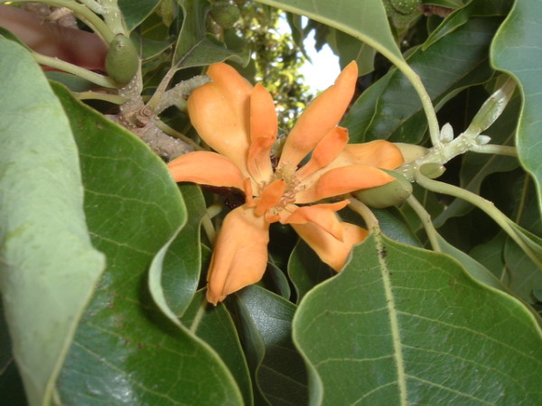 Magnolia_champaca黃蘭.jpg