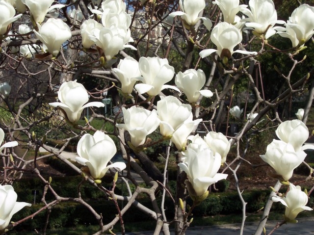 Magnolia_denudata.jpg