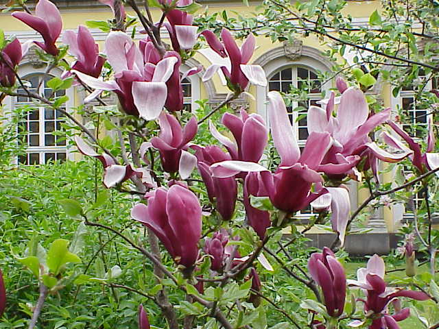Magnolia_liliiflora2紫玉蘭.jpg