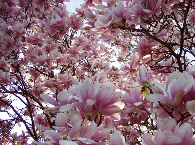 Magnolia辛夷.jpg