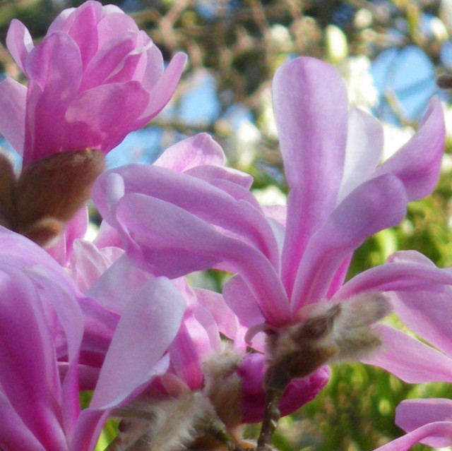 Pink Magnolia.jpg