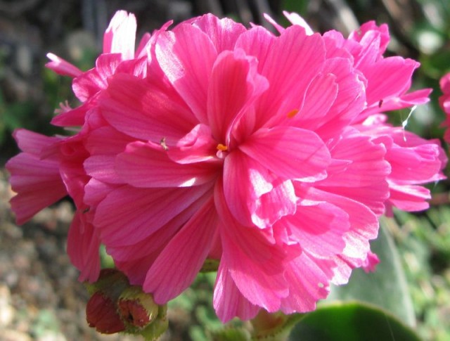 Lewisia cotyledon 'Sunset Group'.jpg