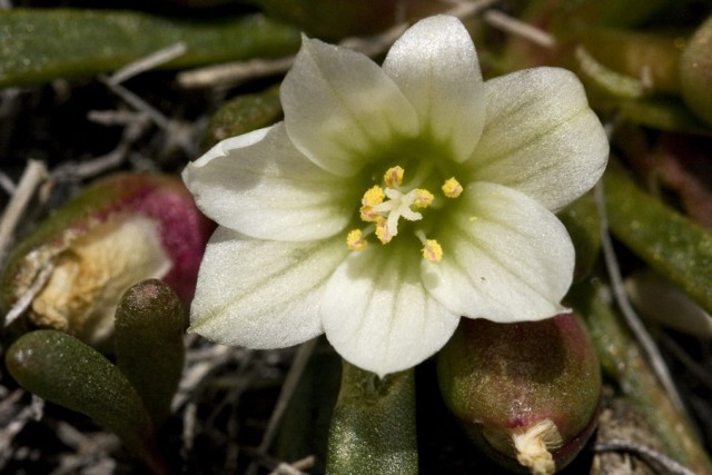 Lewisia pygmaea.jpg