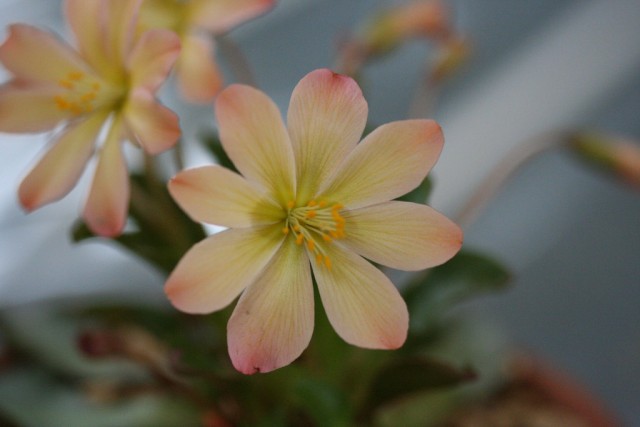 Lewisia Tweedyi2.jpg