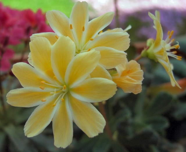 Lewisia_cotyledon_yellow.jpg