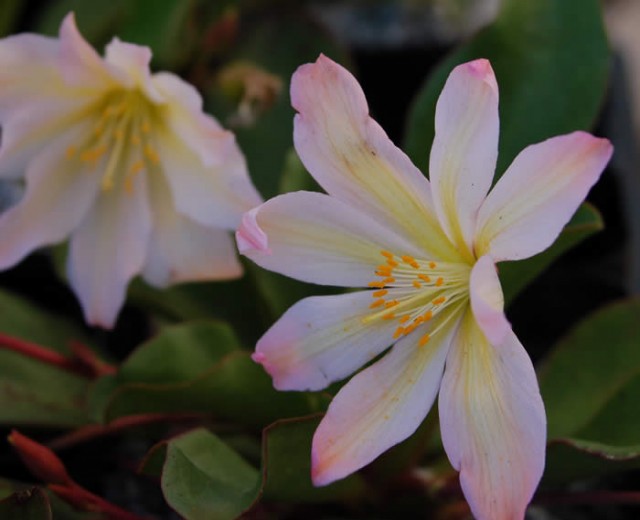 Lewisia_Tweedyi_LoveDream.jpg