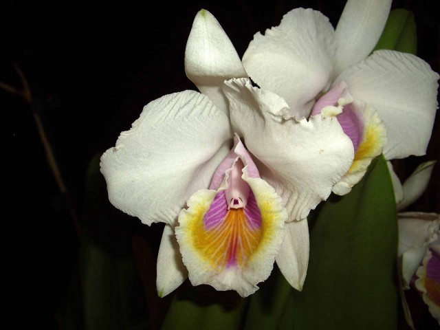 Cattleya candida.jpg