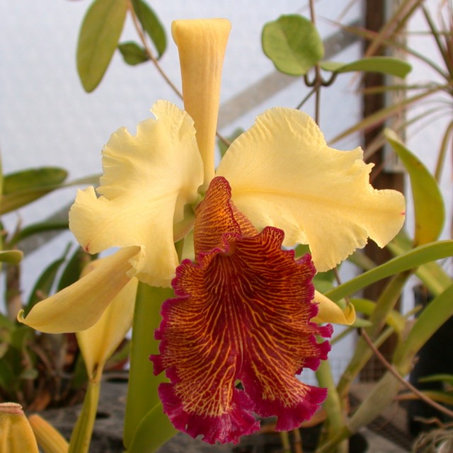 Cattleya aurea.jpg