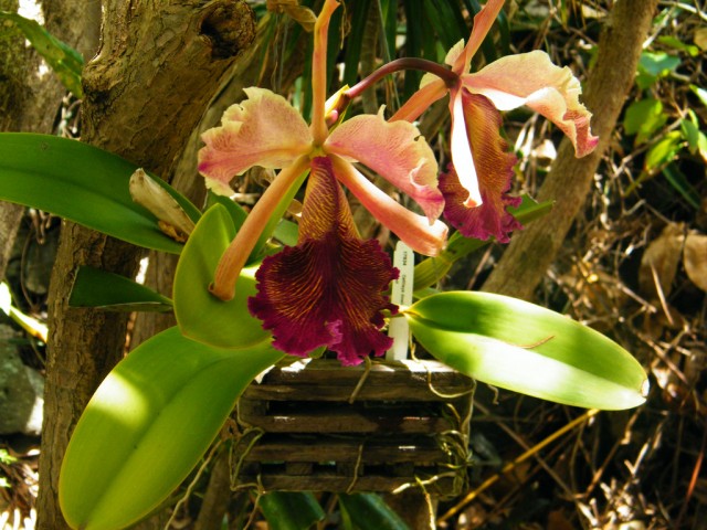 Cattleya dowiana.jpg