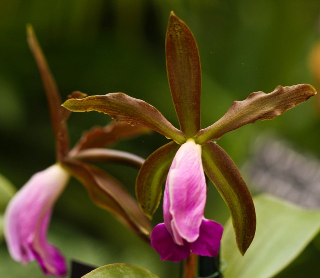 Cattleya dormaniana.jpg