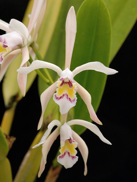 Cattleya iricolor.jpg