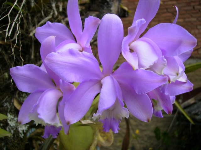 Cattleya harrisoniana2.jpg