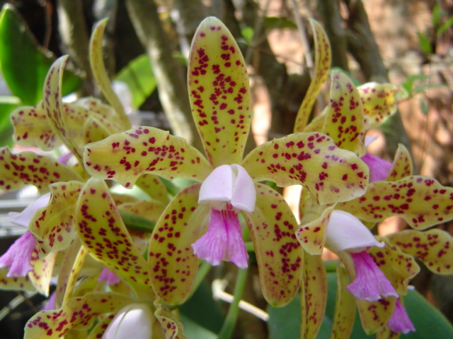 Cattleya guttata.jpg