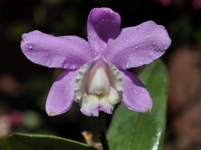 Cattleya loddigesii.jpg