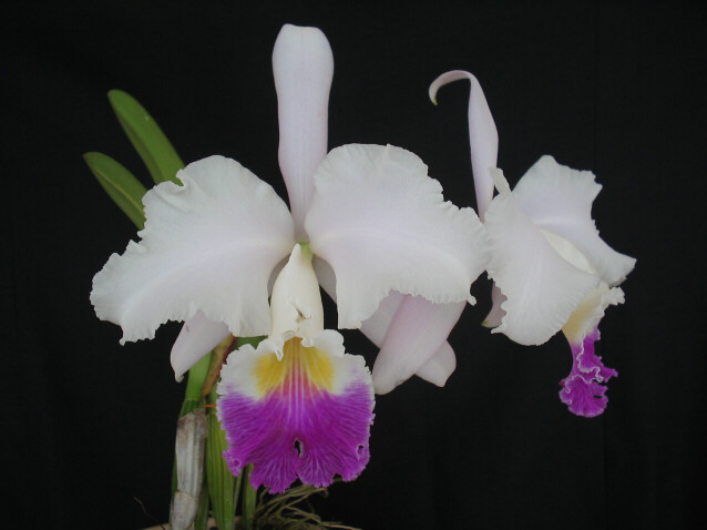 Cattleya mendelii.jpg