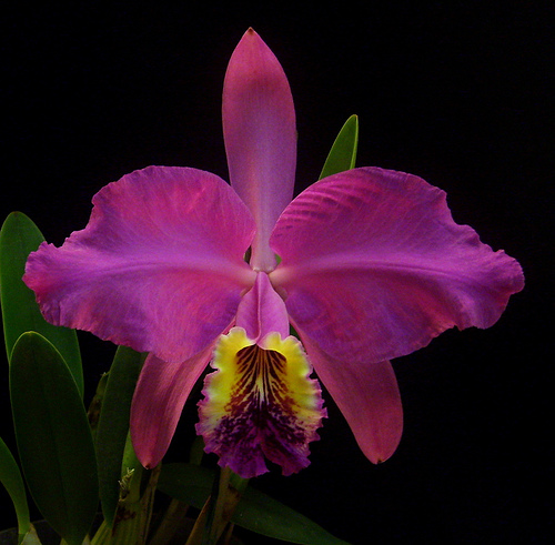 Cattleya_lueddemanniana.jpg