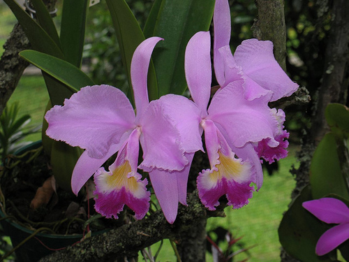 Cattleya_trianae.jpg