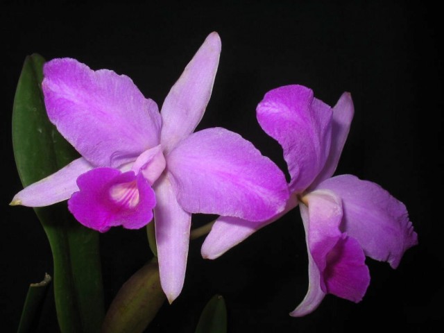 Cattleya lawrenceana1.jpg