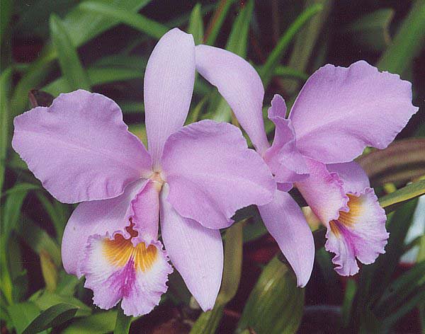 Cattleya_gaskelliana.jpg