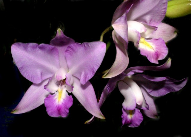 Laelia eyermaniana.jpg