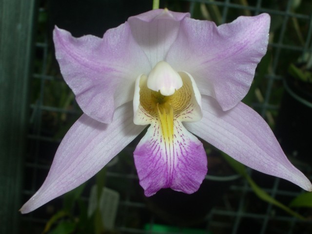 Laelia crawshayana.jpg