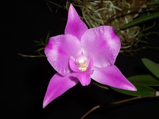 Laelia Furfuracea.jpg