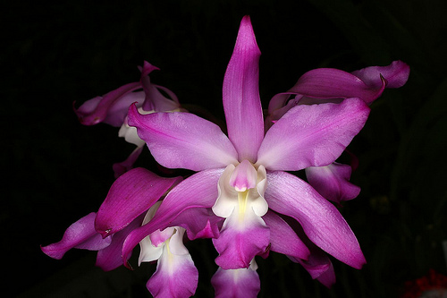 Laelia_autumnalis.jpg