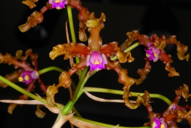 Laelia moyobambae (Schltr.) C.Schweinf. <br />Schomburgkia moyobambae' Schltr