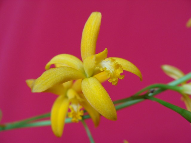 Laelia briegeri.jpg