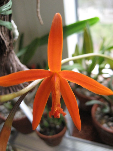 Laelia cinnabarina.jpg